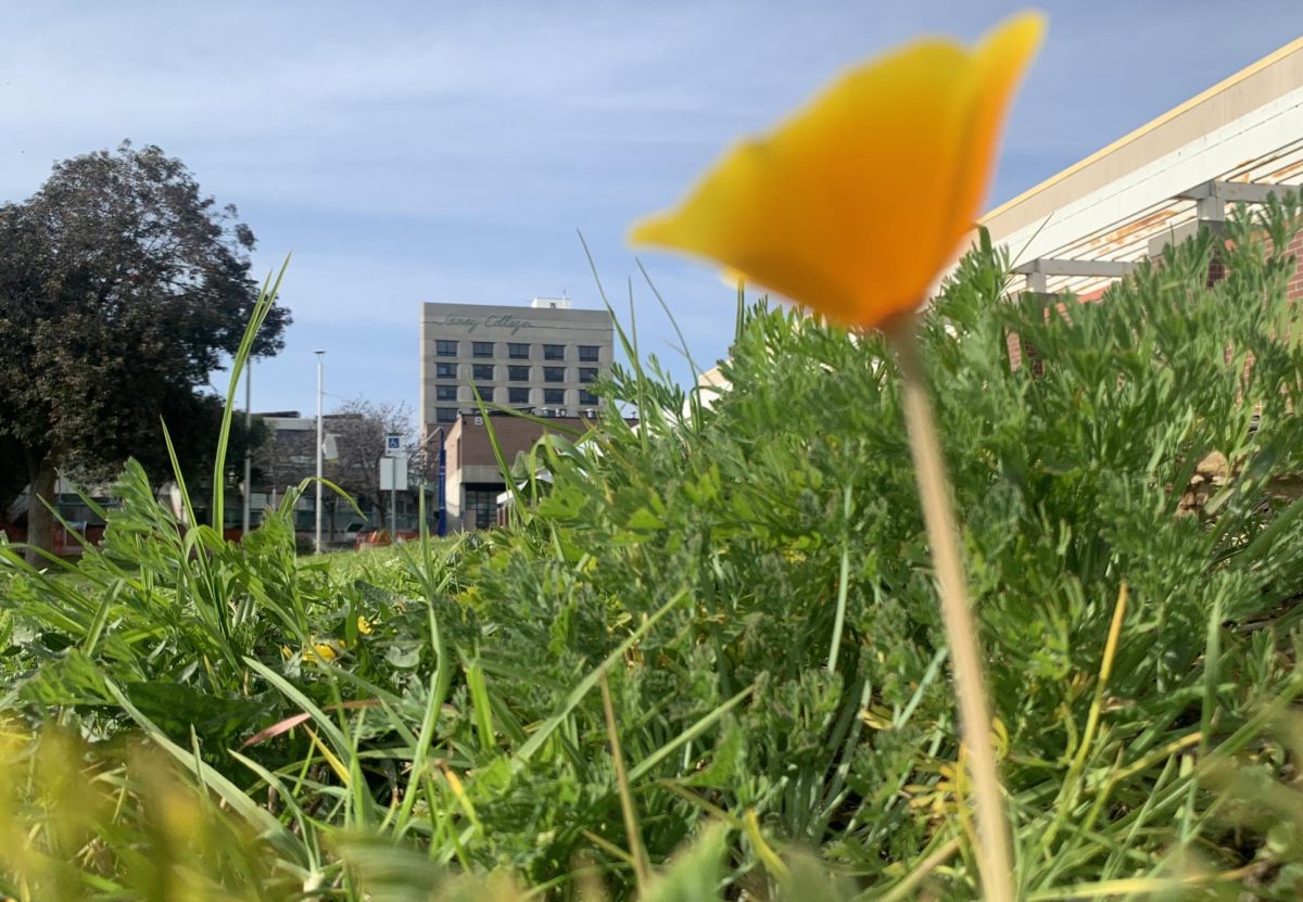 The Laney College “Tower” is set to be vacated starting this coming spring break, discontinuing its 55 year lifespan as a hub for student services, administrative offices, and the June Steingart art gallery.
